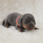 VERKOCHT - Puppy 2: Blue & Tan Standaard Teckel